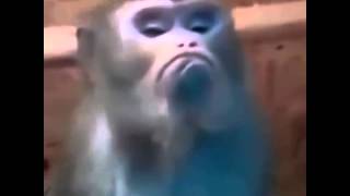 Очень смешное видео про обезьян. Очень смешное видео про обезьян.