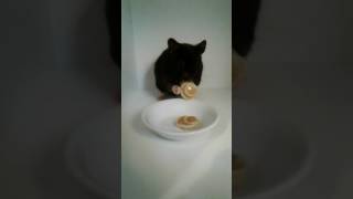 🐹My Hamster Eating Pancakes🐹