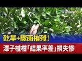 乾旱 驟雨摧殘 潭子椪柑 結果率差 損失慘 乾旱 驟雨摧殘 潭子椪柑 結果率差 損失慘
