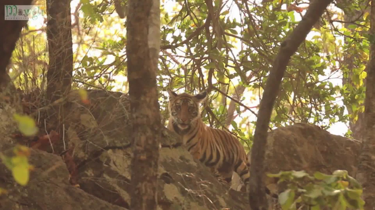 Playful Tiger Cubs Sighting on Hill Rocks National Parks of India