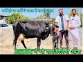 इस बन्दे पर आप भरोसा कर सकते हो!! 15 से 25 लीटर दूध वाली 5 गाय जा रही हैं राजस्थान। 78146-32262