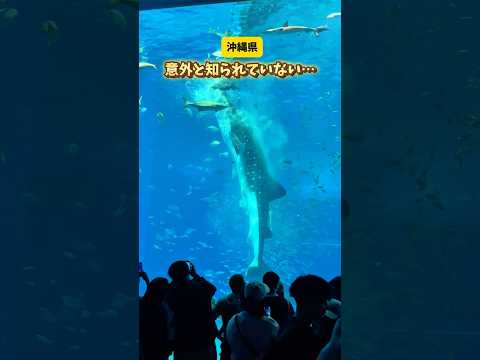 日本一の水族館の隠れエリア #沖縄観光 #沖縄旅行 #水族館