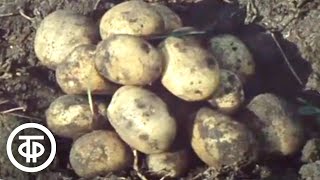 Чернобыльский картофель. Время. Эфир 2 октября 1979