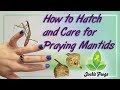 How to Hatch and Care for Praying Mantids