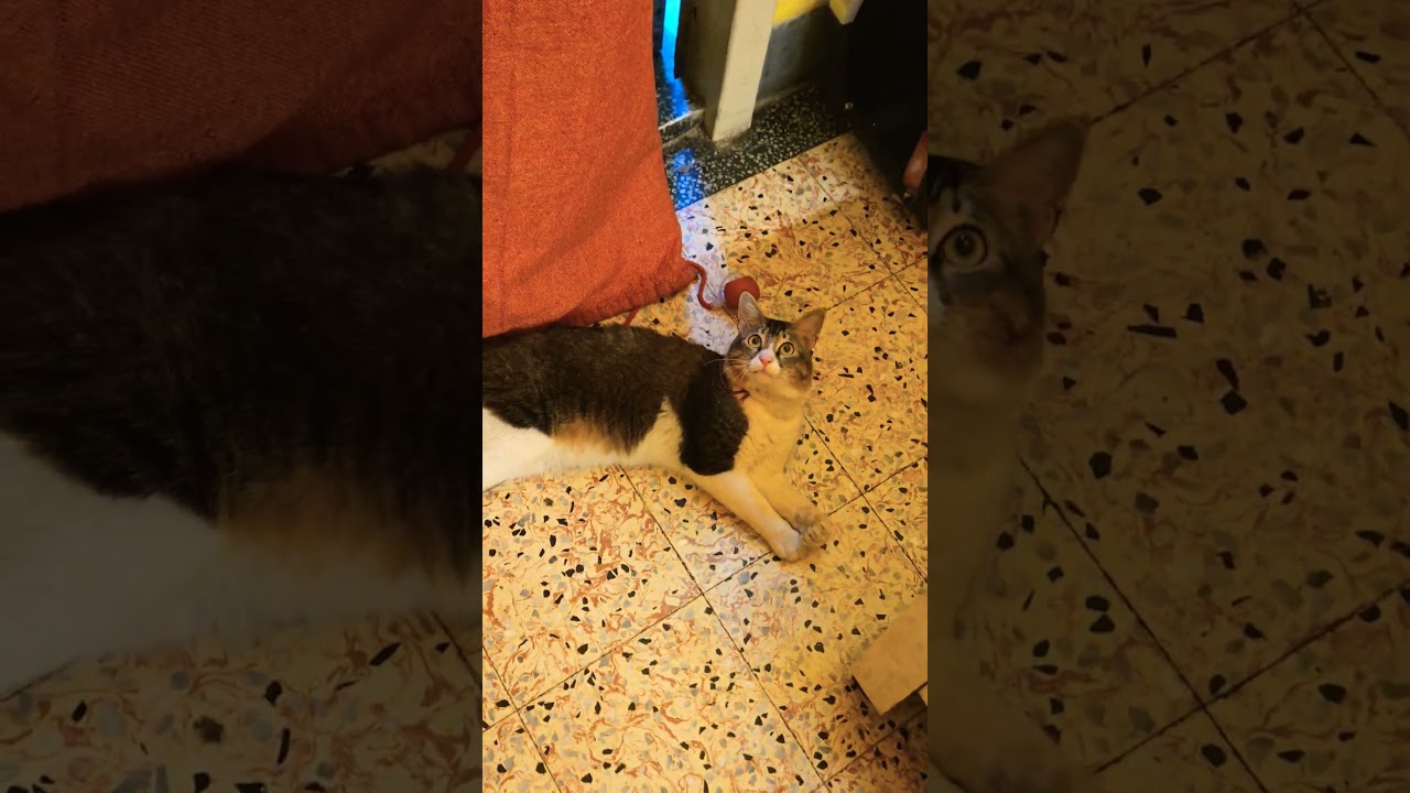 playing together for one last time😔🐾 