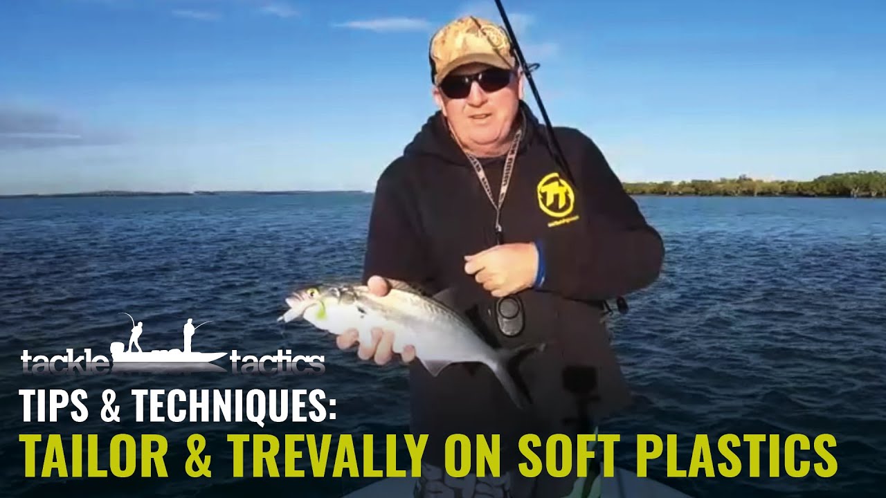 How to Catch Tailor and Trevally on Soft Plastics - Fish the ZMan 3  MinnowZ 