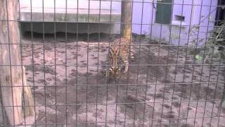 サーバルキャット キキの砂遊び Serval