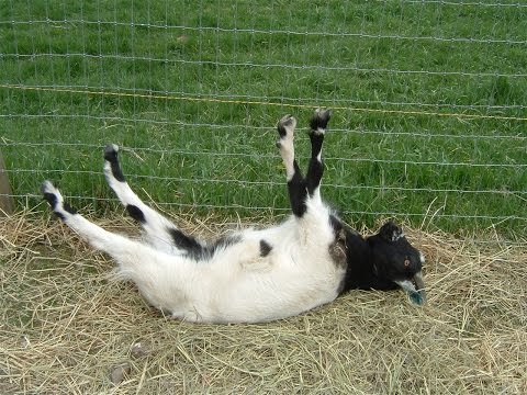 best-of-fainting-goats-|-epicvirals-|-[hd]
