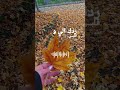 ورقة خريف سقطتي قدامو October خريف ستوريات ملحم زين تشرين لايك اشتراك بالقناه ليصلك كل جديد