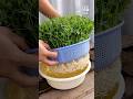 Secret Trick to Grow Green Pea Plants in Just 10 Days! 🌱