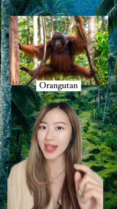 10 Rare Animals Found Only in Indonesia