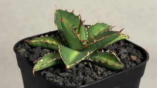 アガベ・チタノタ 萬代 X 厳竜（寛版刺/Lize血統）芽-010｜agave