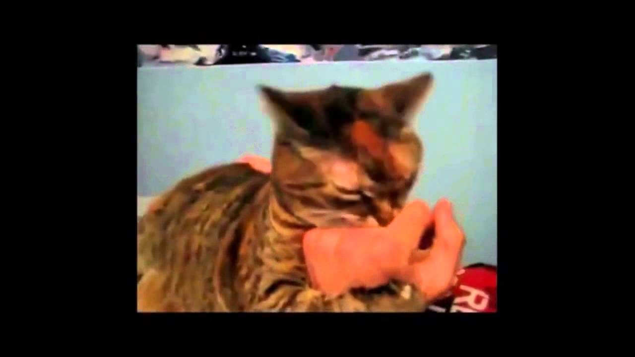кошка кусает. видео кот грызет. кот кусает за ухо. видео кот грызет. кот кусает другого.