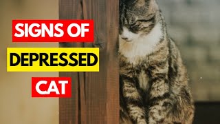 9 Signs Your Cat Might Be DEPRESSED & How to Help Them?