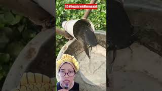 Mama Itu Lele Apa Belut shorts viral funny Bogalarvebilimeyerbi