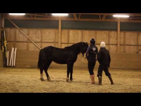 Video: Hur Man Lär En Häst Att Ligga Ner