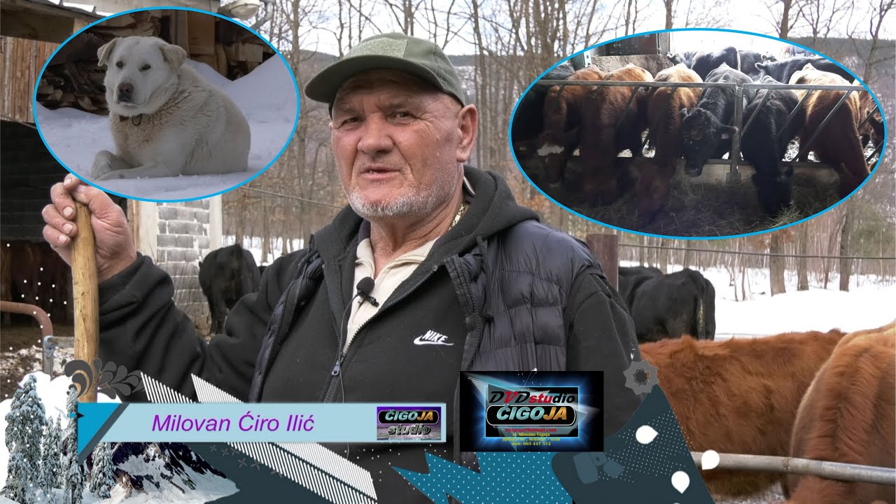 - MOJI ANGUSI DOBIVAJU SIJENA KOLIKO GOD MOGU POJESTI, ŠIPOVO 2026