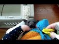 Rescuing a baby flying-fox dropped off to a vet:  this is Caltrops