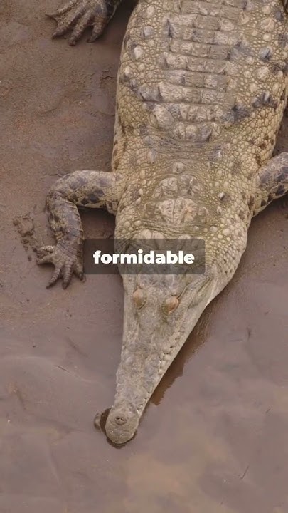 Guardians of the Nile: Egyptian Plover #egyptianplover #crocodile #