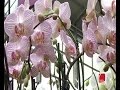 Ovako se presađuju orhideje