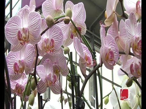 Video: Zakaj moja orhideja izgublja liste - kaj storiti, ko orhideja spušča liste