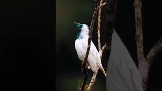 #birdsounds #birds #beautiful #bird #pets #shrots #vlog #attitude