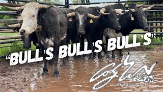 All New Fighting Bull's Arrive - Behind The Chutes #63