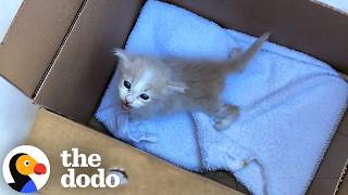 Every Box She Opens At The Shelter Has A Surprise Inside | The Dodo