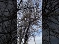Дерево, которое зацветает раньше всех #каталония #испаниясегодня