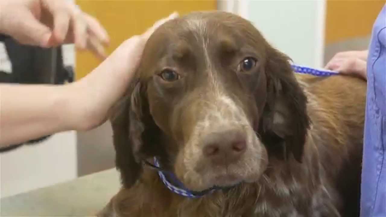 Ankeny Animal & Avian Clinic - Dental Cleaning