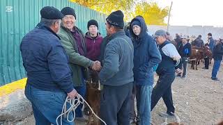 картинка: 19 ОКТЯБР 2025 ЖЫЛ ШЫМБАЙ МАЛ БАЗАР БАХАЛАРЫ