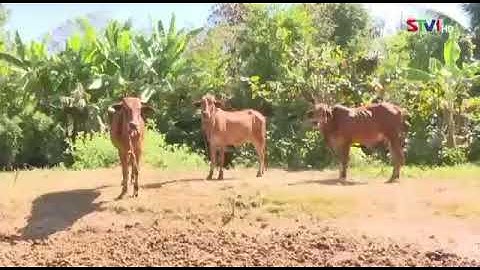 Chuyển giao bò giống sinh sản cho hộ nghèo, cận nghèo ở xã Long Phú