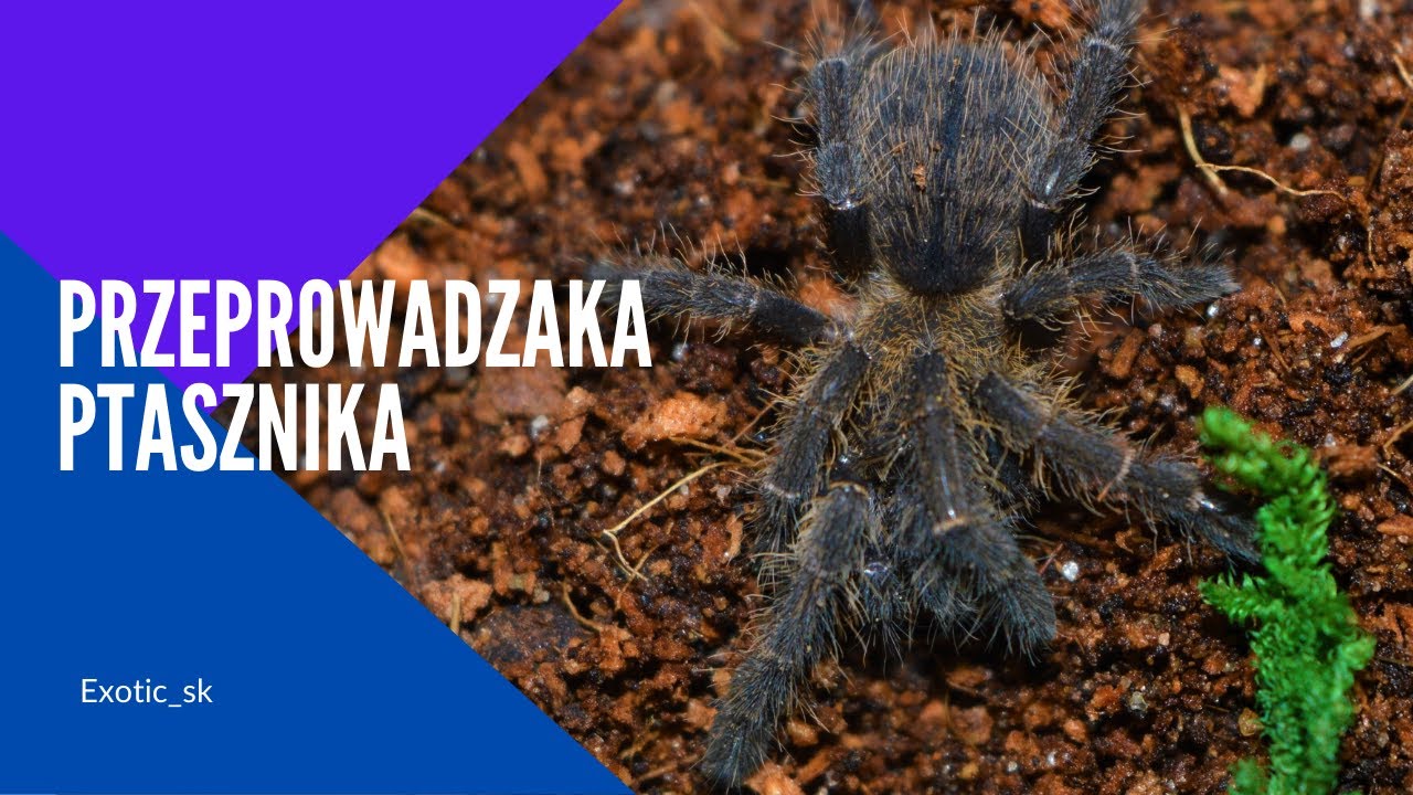 SZYBKI PTASZNIK Z WOLNEGO KRAJU, czyli Ornithoctonus aureotibialis - info gatunkowe