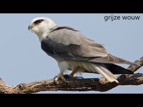 20200825 GRIJZE WOUW (BLACK SHOULDERED KITE)