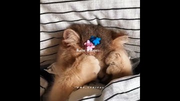 Kaise Btayein Kyun Tujhko Chahein Lyrics||Tu Jaane Na||Aesthetic Lyrics||#lyricsedit #music #shorts