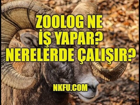 Video: Zooloji Nedir