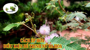 RÙA BONSAI | Điều kiện, Cách làm Trinh Nữ ra hoa  | Mimosa Flower