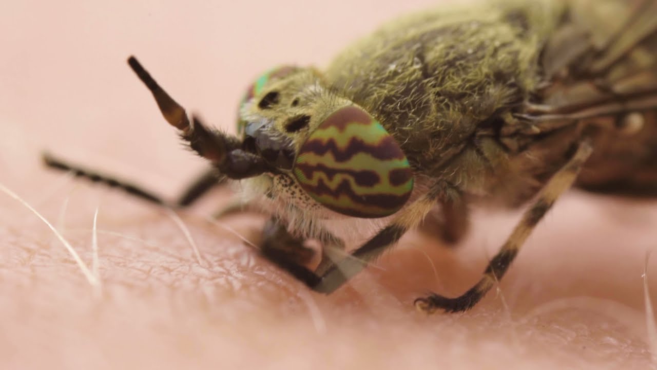 Horse/Cleg fly sucking blood YouTube