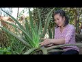 Cooking ALOE VERA Plant Dessert &amp; Making Aloe Vera Juice in my Village