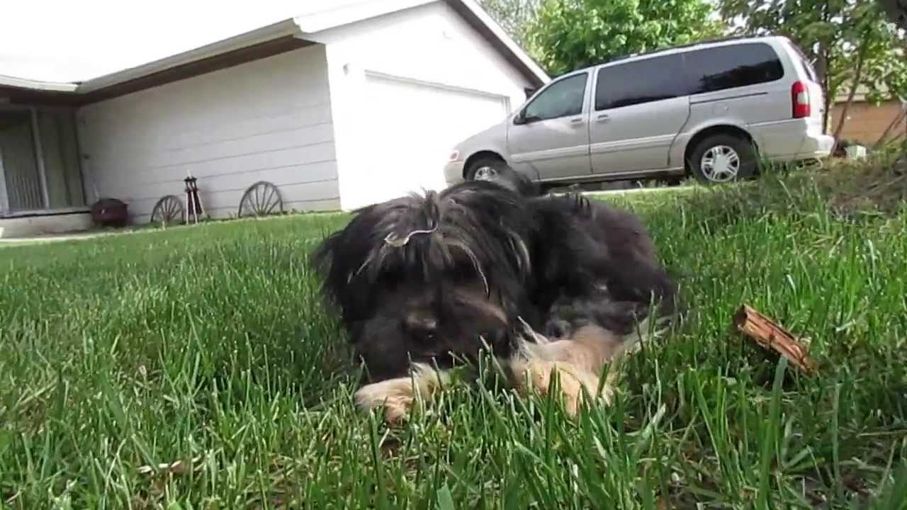 Randy Weatherbee A Dog's Eye View featuring a song by Randy Weatherbee - YouTube