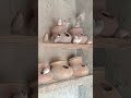 java Sparrow Breeding Season Progress 2024 I java Birds l Silver Java l White java l Fawn Java