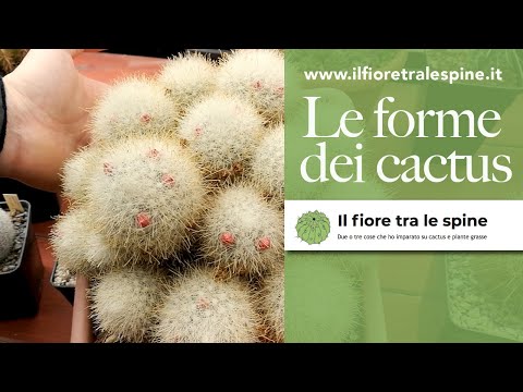 Video: Bellissimi cactus: specie, classificazioni, regole di allevamento, istruzioni per piantare e caratteristiche per la cura dei fiori