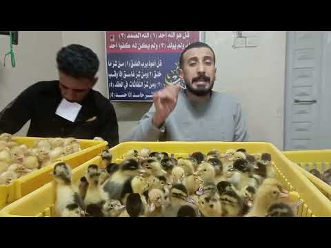 أسعار الكتاكيت البط الرومى و السمان فى معمل البرماوي ٨ ٢٣