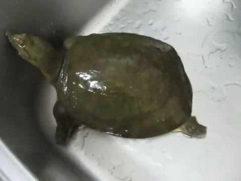 流しでスリップするかわいいスッポン Soft Shelled Turtle Slips In Sink Youtube