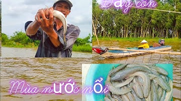 Đẩy côn bắt cá lóc đồng mùa nước nổi trúng ngay bầy cá lóc #loivlogmientay