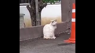 A cute white cat stands guard in an apartment..귀여운 흰고양이가 아파트에서 보초서기..一只可爱的白猫在公寓里守卫 ....Jeonju ...全州市