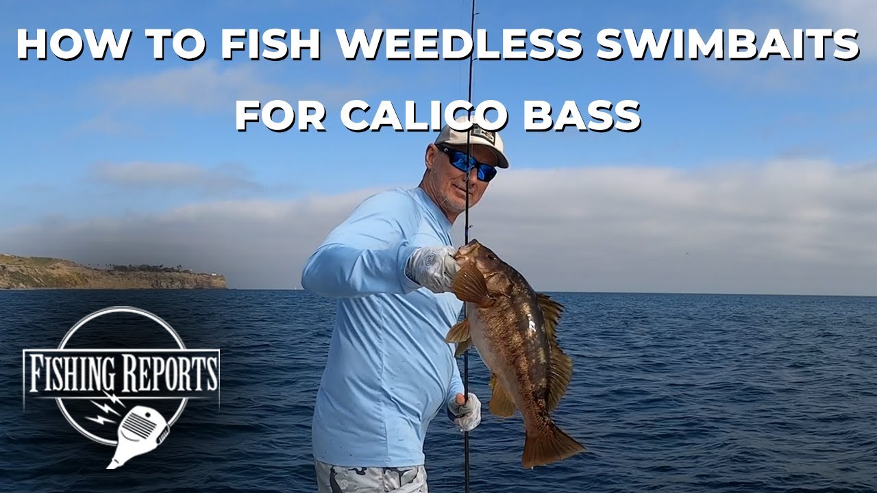 How to fish weedless swimbaits for calico bass - SoCal Bight