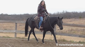 Jacks Playboon - jogging, lope-offs, stops! - ValleyViewRanch.net