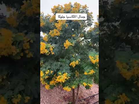 اكاسيا جلوكا