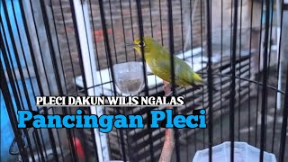 PLECI DAKUN WILIS NGALAS MANGGIL MUSUH AGAR IKUT BUKA PARUH